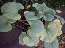 brunnera-macrophylla-looking-glass