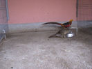 Picture 004
