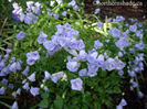 campanula-cochlearifolia-elizabeth-oliver-double-bellflowers-400x300