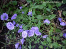 Campanula-haylodgensis-blue-flowers-2