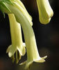 cape_fuchsia_yellow_trumpet_pd_350