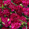 carnation_magenta_fizz_