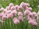 Chives,_Allium_schoenoprasum_-_Close_Up