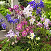 columbine_biedermier_mix_2