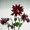 columbine_bordeaux_barlow_2