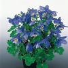columbine_cameo_blue_and_white_2