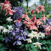 columbine_cameo_mix_2