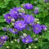 columbine_clementine_blue_2