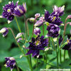 columbine_clementine_dark_purple_