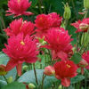columbine_clementine_red_2