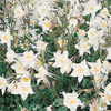 columbine_crystal_2