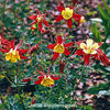 columbine_koralle_2