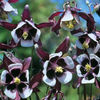 columbine_magpie_2