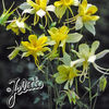columbine_yellow_star_2