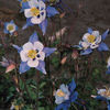 columbinebluestar2