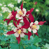 columbineredstar2