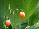 convallaria-berries-fall-colour