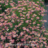 coreopsis_american_dream_pop-up