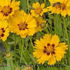 coreopsis_sterntaler_22