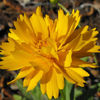 coreopsis_sunburst_gasit
