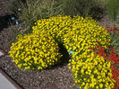 Coreopsis-Zagreb,_Coreopsis_verticillata_