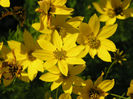 Coreopsis-Zagreb_CU,_Coreopsis_verticillata_