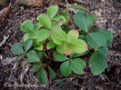 cornus-canadensis-bunchberry-with-red-tinge-400x300
