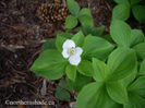 cornus-canadensis-flower-in-in-my-garden-400x300