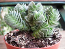 crassula-buddhas-temple