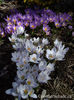 crocus-chrysanthus-prins-claus-and-crocus-sieberi-tricolor