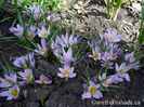 crocus-sieberi-firefly-flowers
