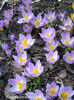 crocus-sieberi-tricolor-flowers-close-to-ground
