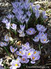 crocus-vernus-striped-beauty-and-crocus-vernus-vanguard