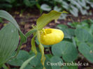 Cypripedium-calceolus-ladys-slipper-flower