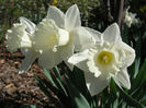 Daffodils,_Narcissus_-_White_-_April_13,_2006_(1)