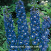 delphinium_blue_bird_3