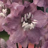 delphinium_magic_fountains_cherry_blossom_white_bee_pop-up