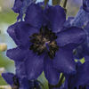 delphinium_magic_fountains_dark_blue_dark_bee_pop-up