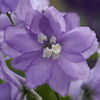 delphinium_magic_fountains_lavender_with_white_bee_pop-up