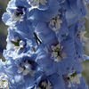delphinium_magic_fountains_sky_blue_white_bee_pop-up