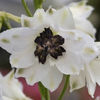 delphinium_magic_fountains_white_black_bee_pop-up
