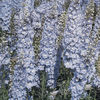 delphinium_pacific_giant_summer_skies_pop-up2