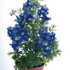 delphinium_summer_clouds_pop-up