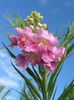 Desert_Willow,_Chilopsis_linearis_-_September_6,_2004