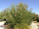 Desert_Willow,_Chilopsis_linearis_Sep_27_2006
