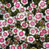 dianthus_arctic_fire_
