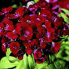 dianthus_barbarini_red_2