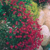 dianthus_brilliant_2