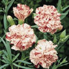 dianthus_carnation_giant_chabaud_benigna_2