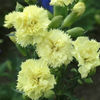 dianthus_carnation_giant_chabaud_marie_chabaud_2